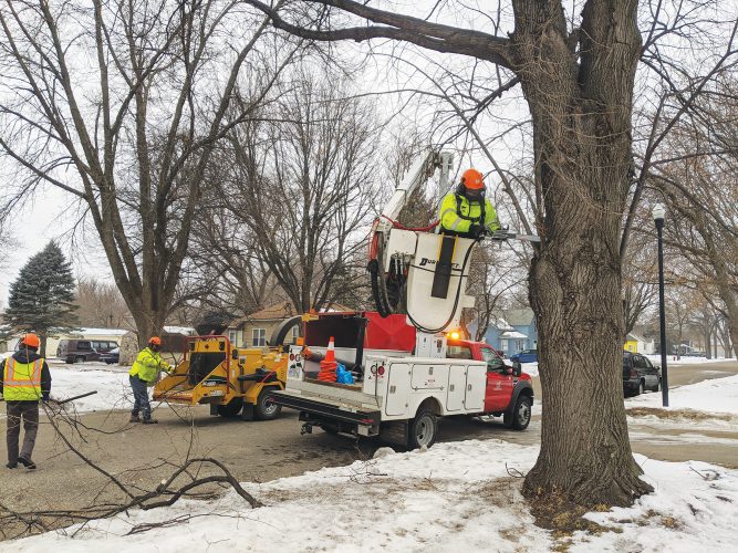 Tree trimming work underway News, Sports, Jobs Marshall Independent